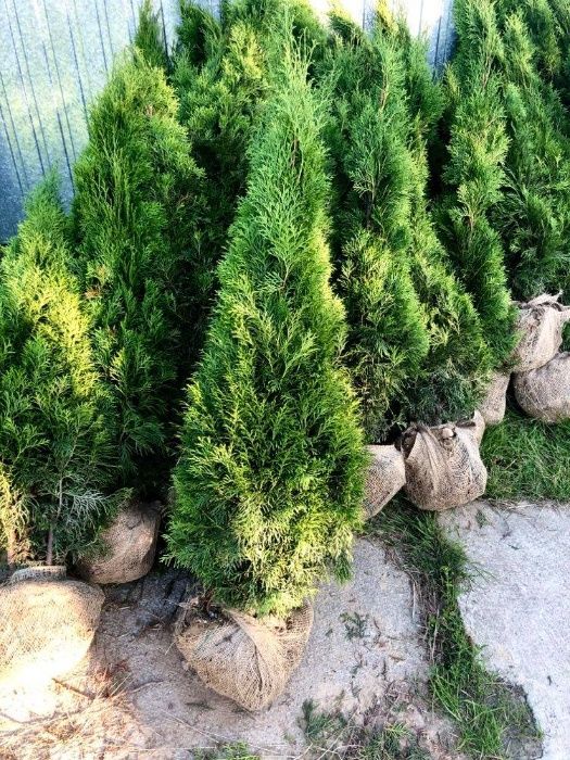 Tuja szmaragd, tuje, thuja szmaragd od 80 do 250 cm!