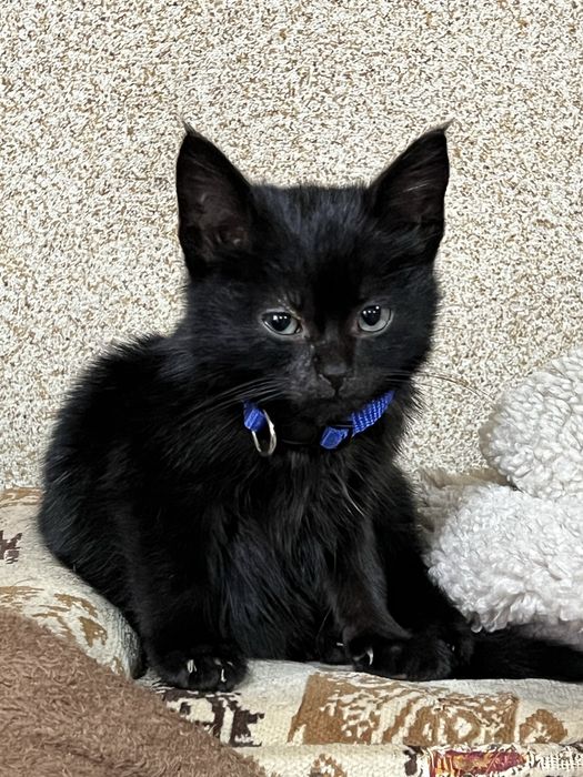 Кошеня хлопчик чорний