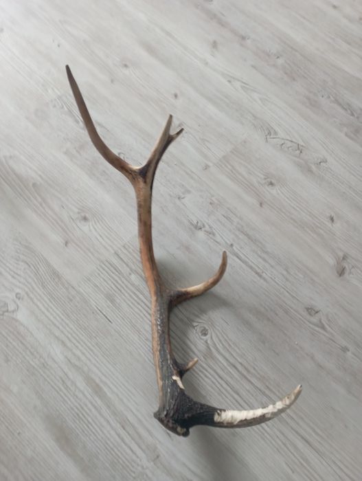 duże poroże gryzak
