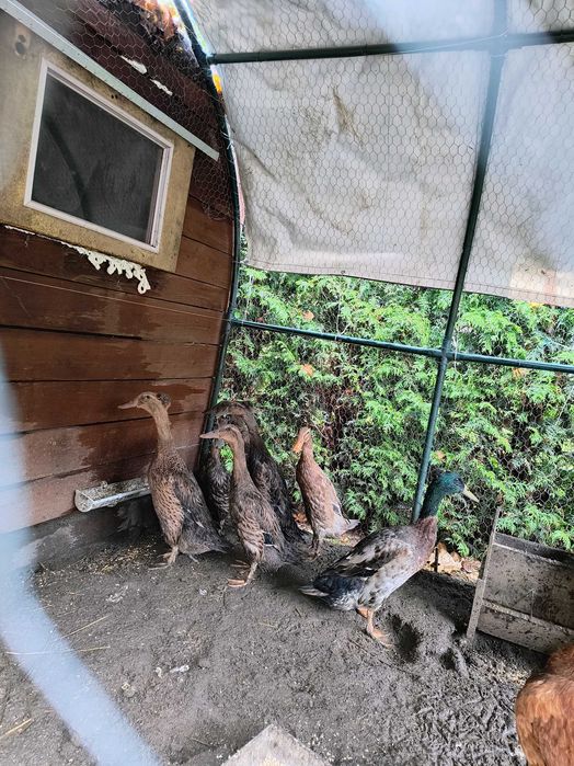 Kaczki bieguski czubatki