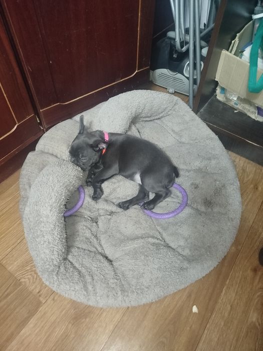 Французький бульдог Житомир