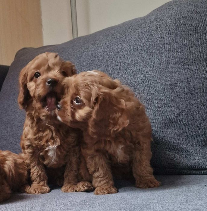 Модні Кавапу, як мальтипу  cavapoo