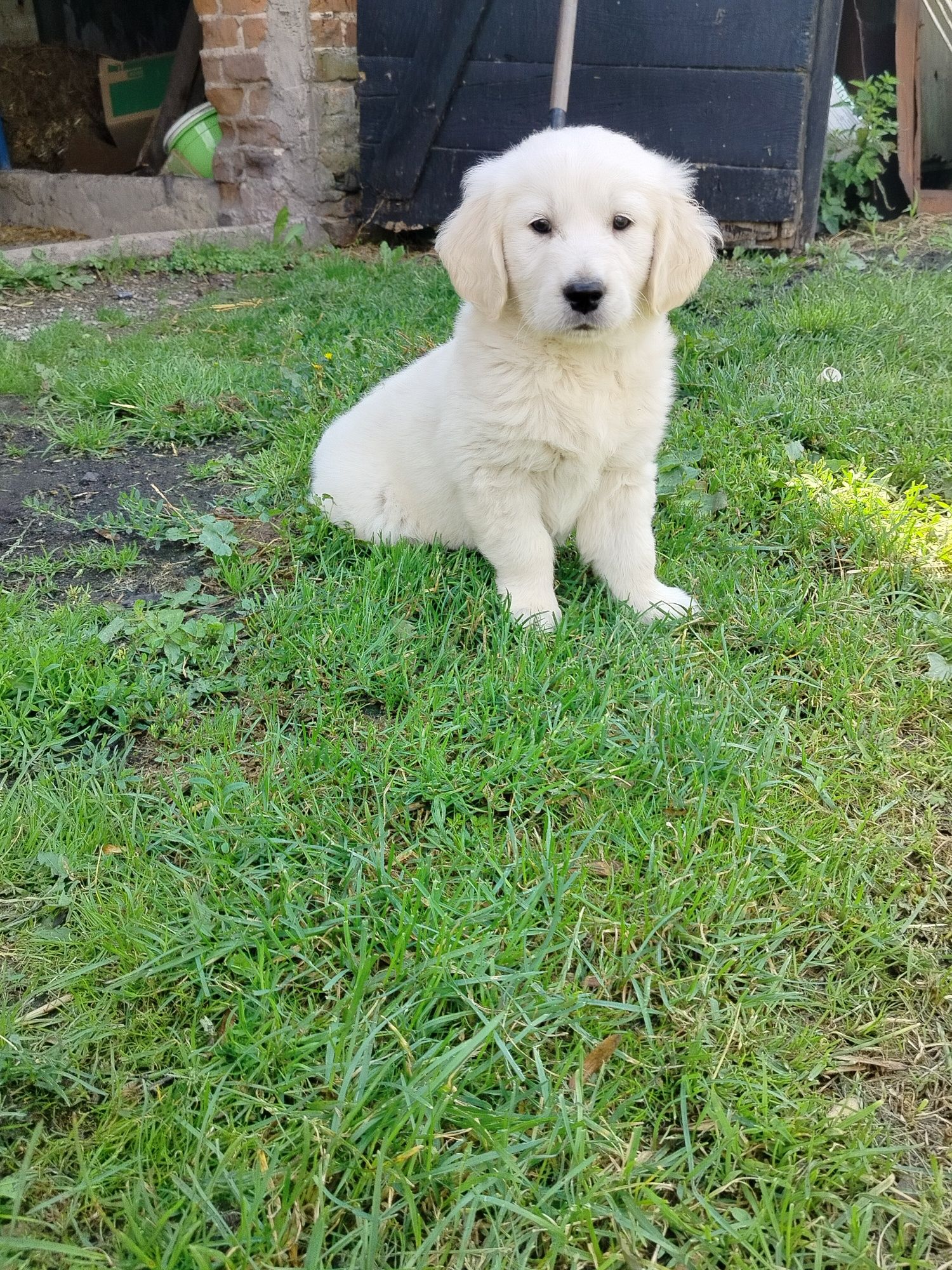 Golden retriever piesek