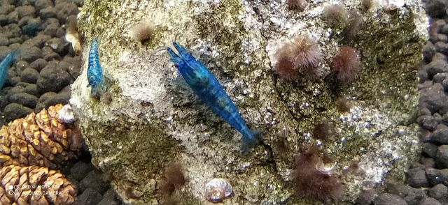 Krewetki Blue Velvet Neocardina