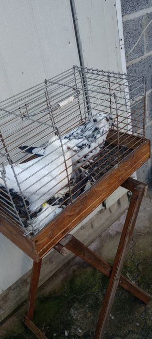 Gołębie ozdobne Turkoty niemieckie dwuczube Sztrasery
