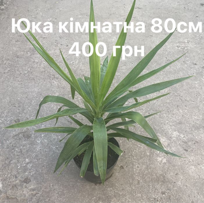 Жасмін Месні, циперус , сансевієрії та ін.