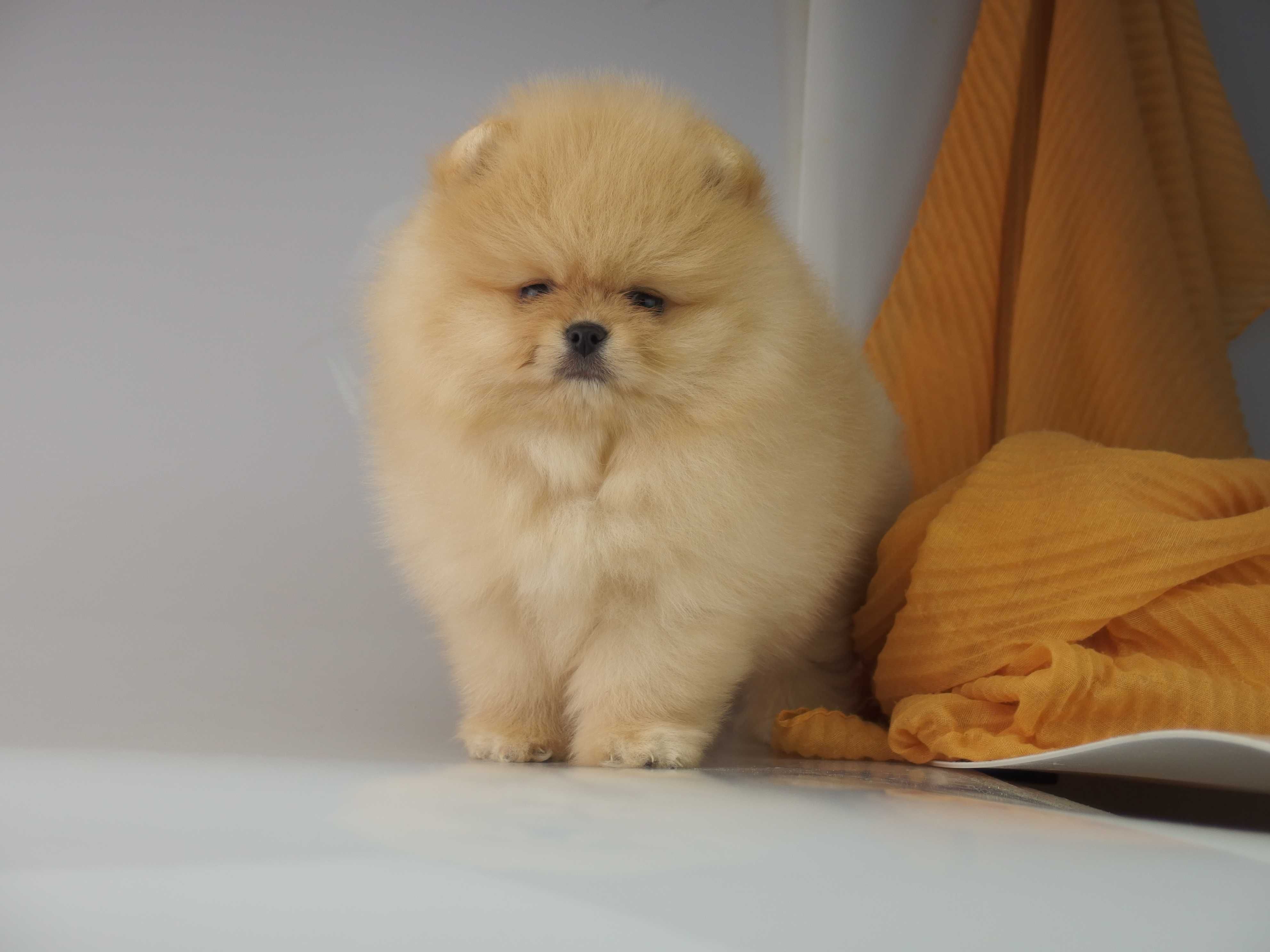 POMERANIAN piesek Szpic miniaturowy