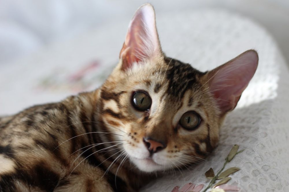 Бенгальський котик