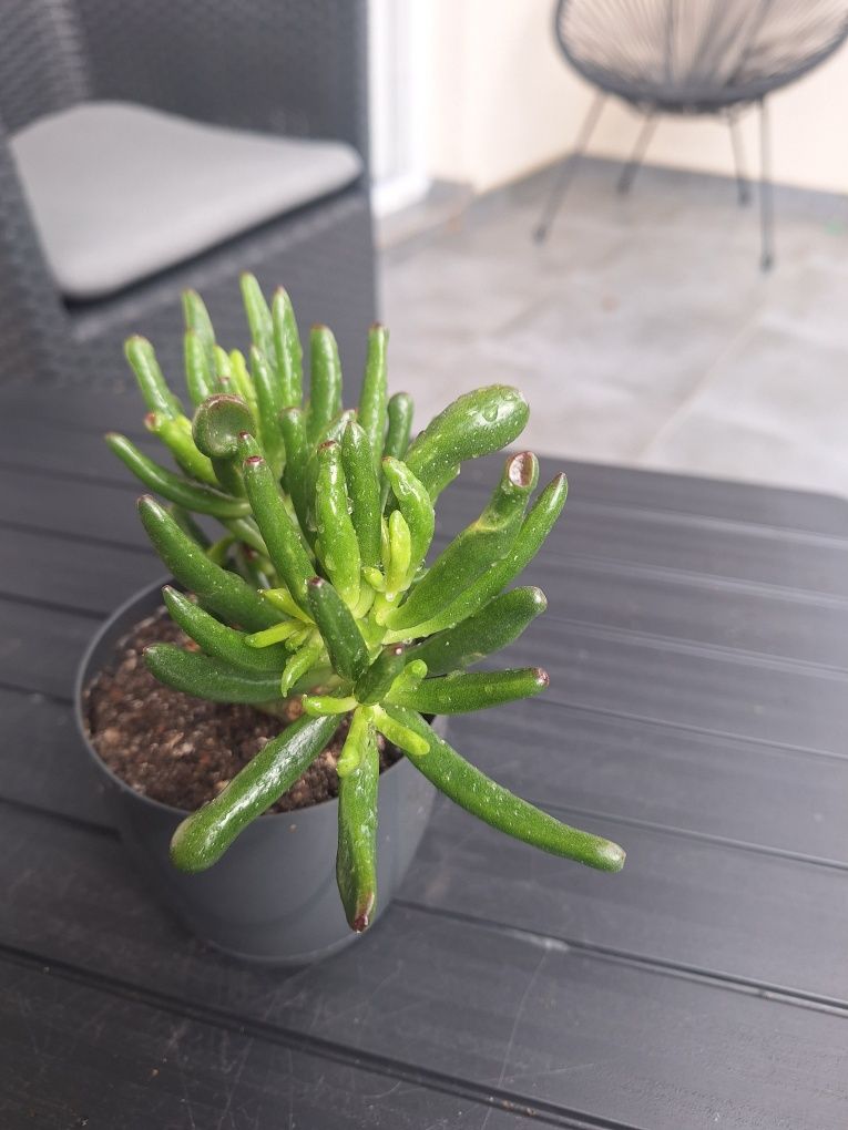 Ucho shreka, Drzewko szczęścia, Crassula ovata