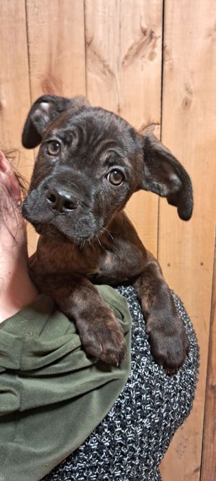 Продаються цуценята Кане Корсо