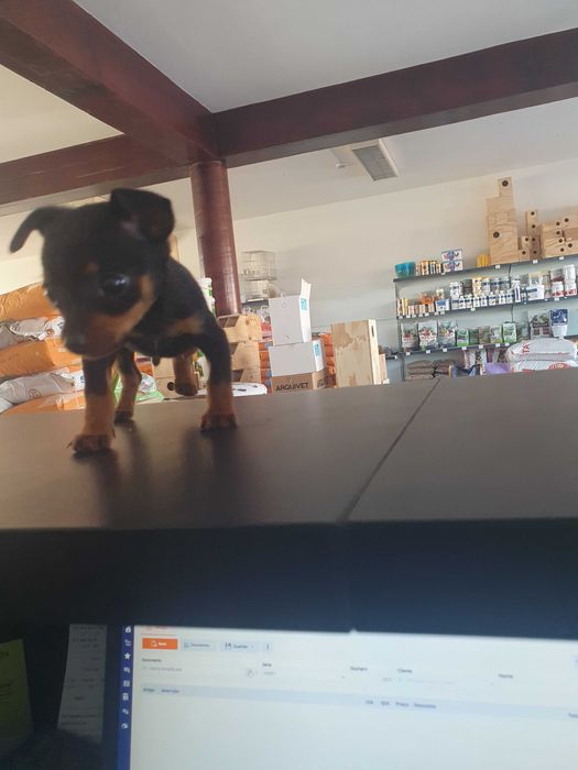 Venda de pincher miniatura