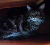 Maine Coon kocur