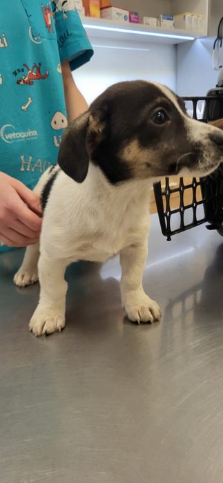 Szczeniaki do adoocji