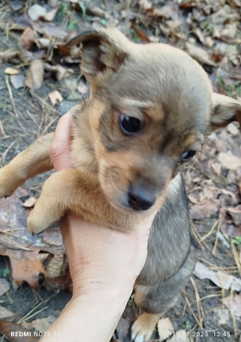 Цуценята шукають дім