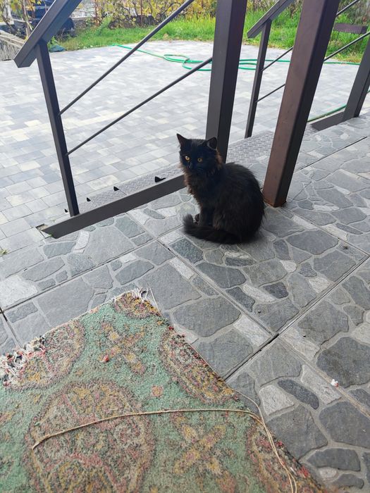 Отдам котят в хорошие руки.