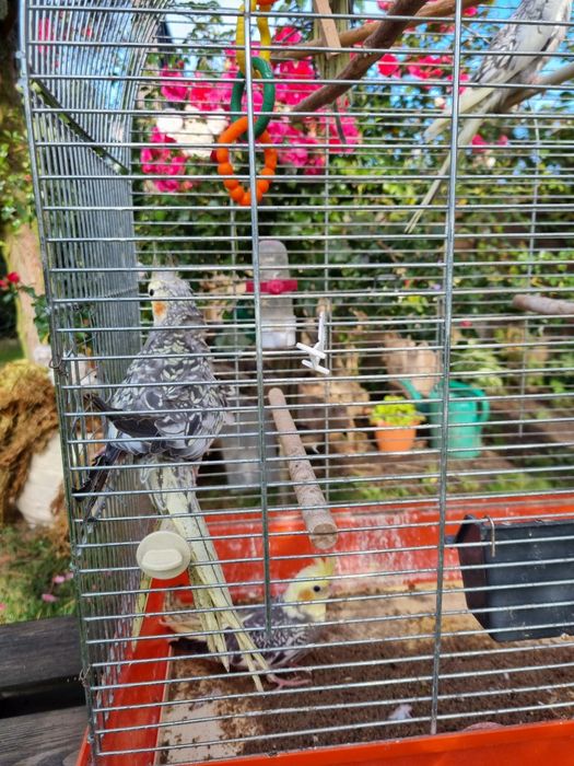 Papugi Nimfy Piękne