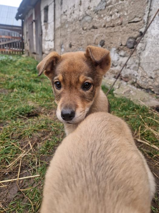 Oddam 3 małe suczki