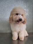 Maltipoo menino disponível