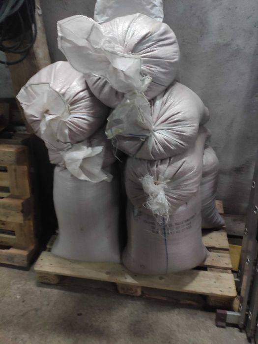 Pszenżyto zaprawione gotowe do siewu