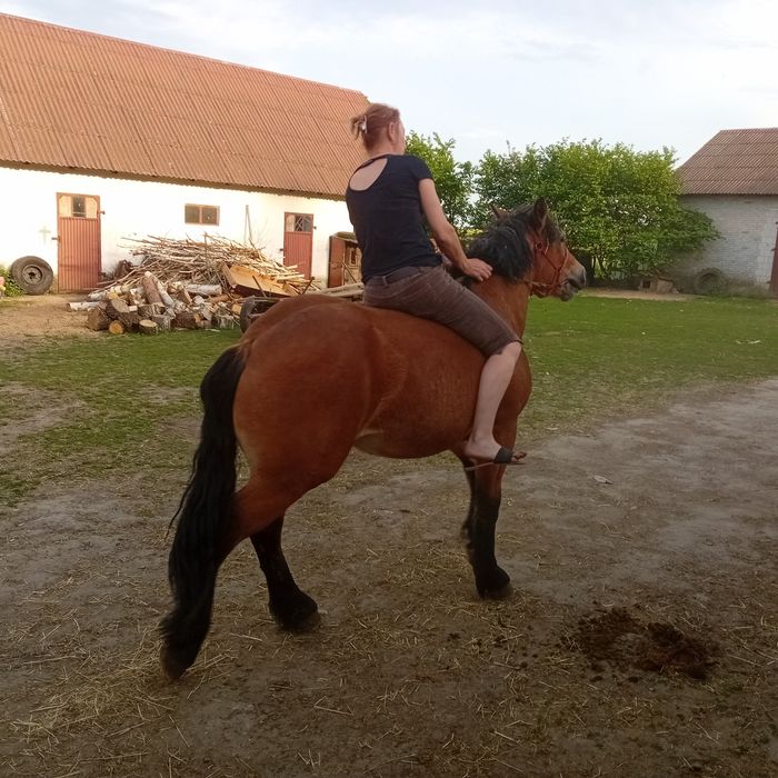 Klacz  gniada Zimnokrwista