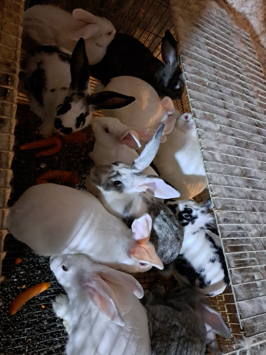 Coelhos caseiros