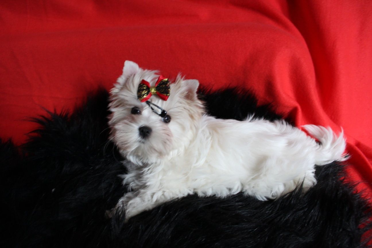 Yorkshire Terrier White Gold piesek