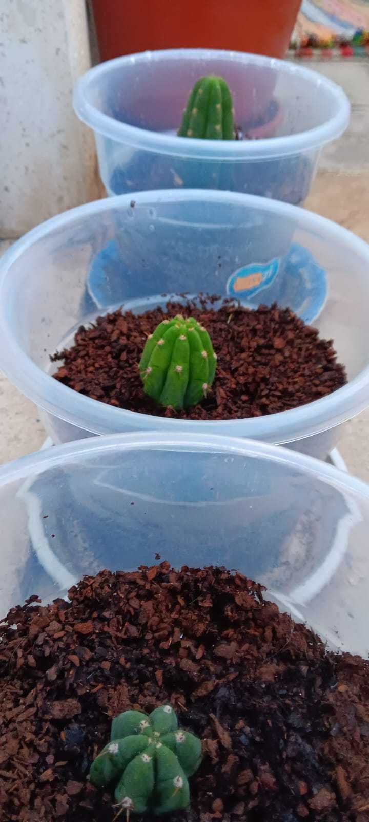 CACTO SÃO PEDRO || Echinopsis pachanoi
