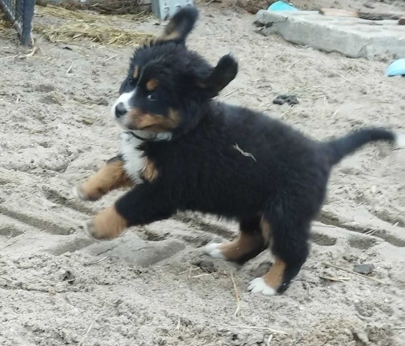 Szczeniak suczka berneński pies pasterski