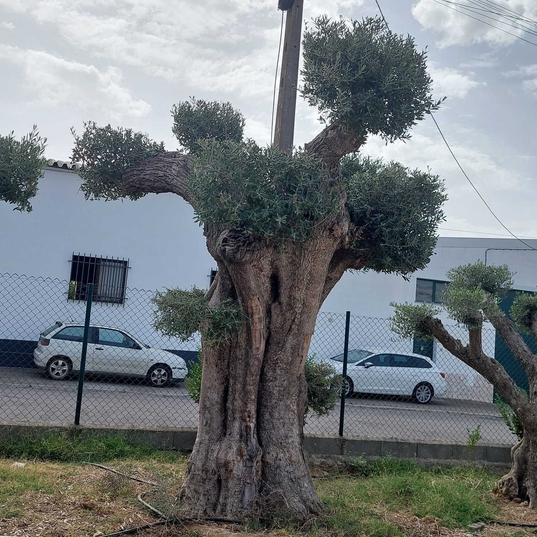 Oliveira Centenária Bonsai »»» must-have for landscape architecture!