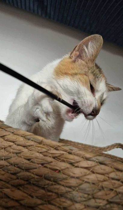 Mirinda - młoda kotka do adopcji