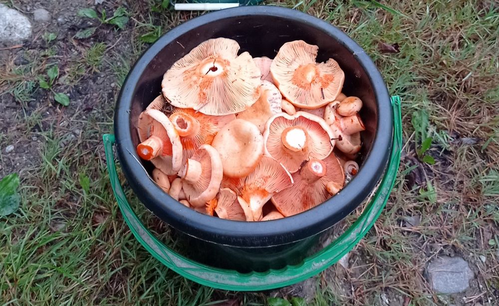 Rydz rydze świeże codziennie zbierane