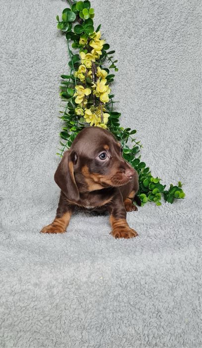 Teckel menina chocolate tan de Qualidade