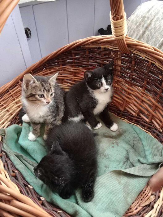 Śliczne koteczki do adopcji