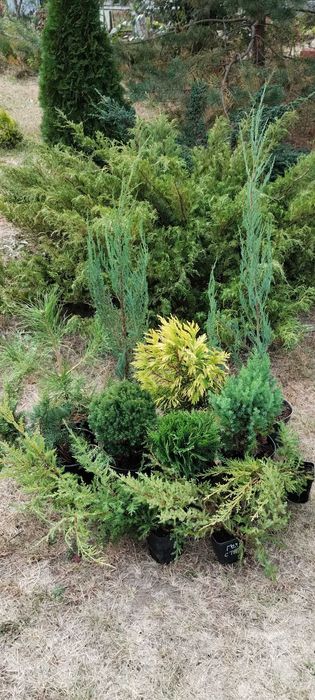 Туя, ялівець, можжевельник, сосна, кипарисовик