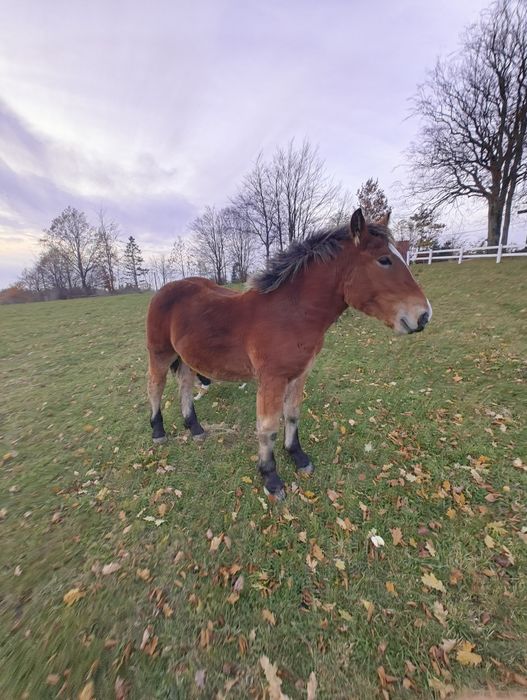 Koń ogierek zimnokrwisty