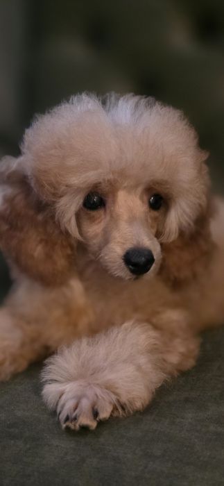 Pudel pudelki miniaturowe -chłopiec