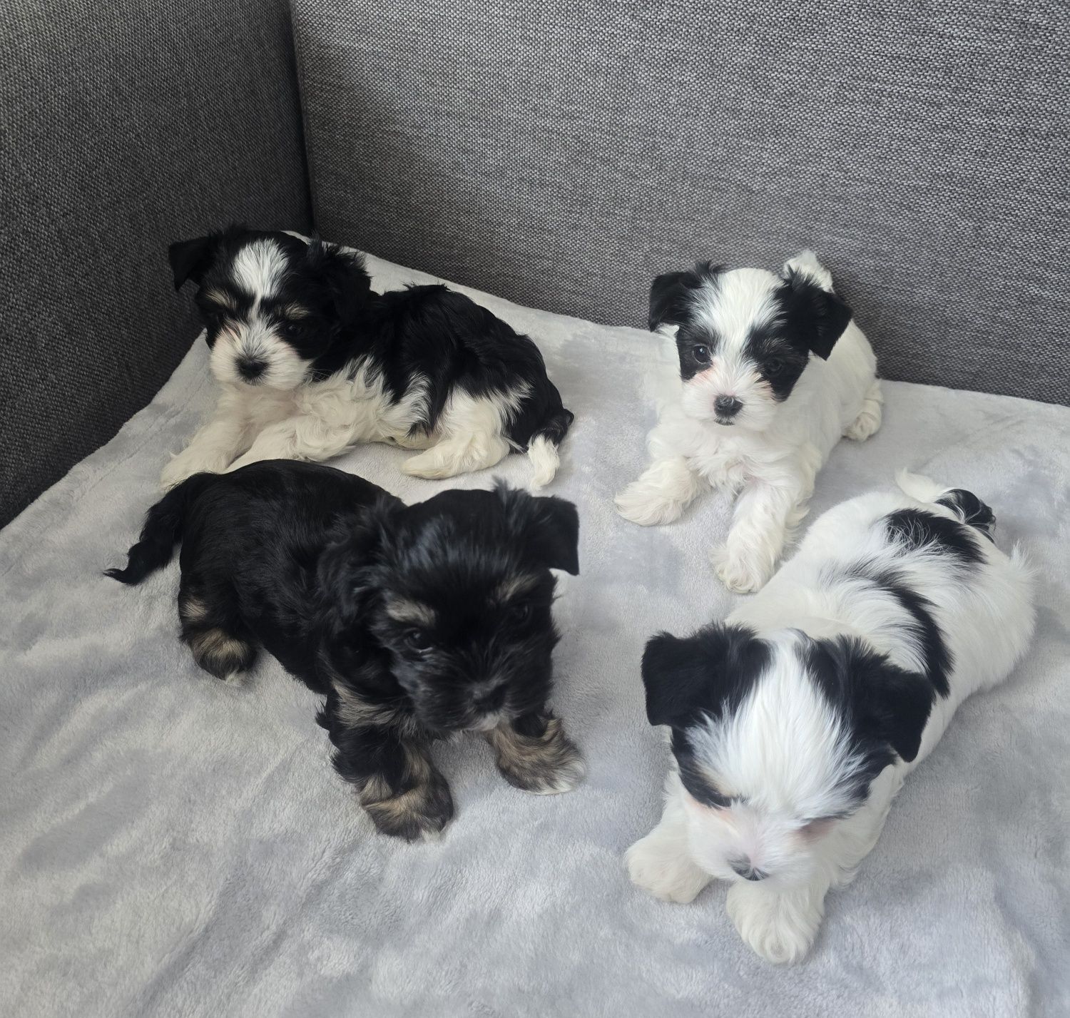 Sliczny piesek Morkie