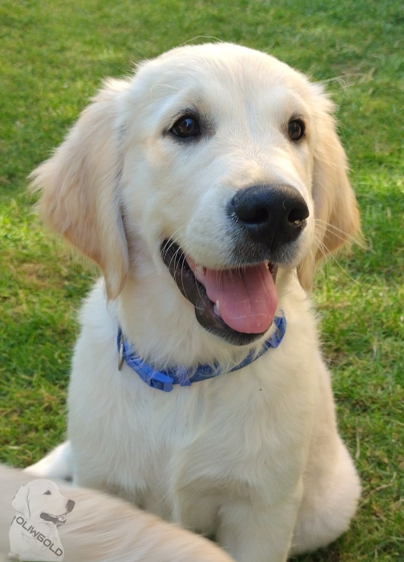 Golden retriever ZKwP FCI