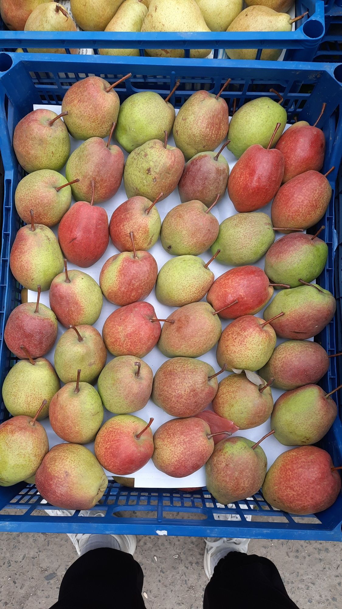 Груша Рікс, Киргизька