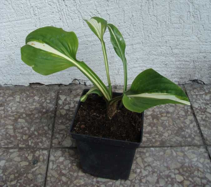 FUNKIA MEDIOVARIEGATA Hosta - sadzonki w doniczkach