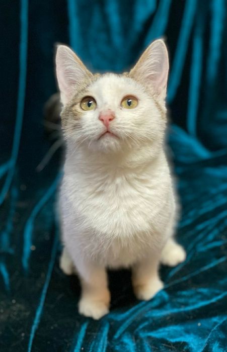 Отдам даром в добрые руки полосато-белую кошечку