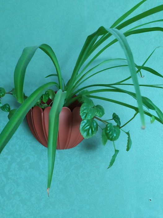 Хлорофитум.   хохлатый, молодое растение