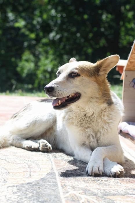 Jackson poleca się do adopcji
