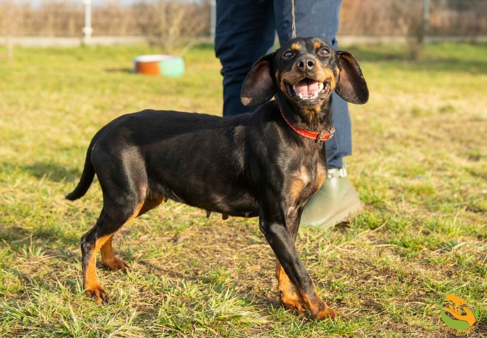 Malaga- piesek w typie psa gończego,tropiącego,łowczego do adopcji