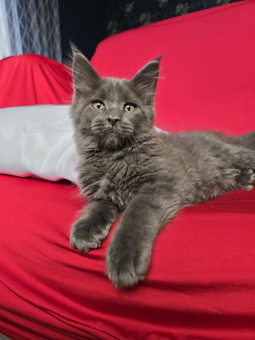 Майбутні леви. Кошенята Мейн кун.