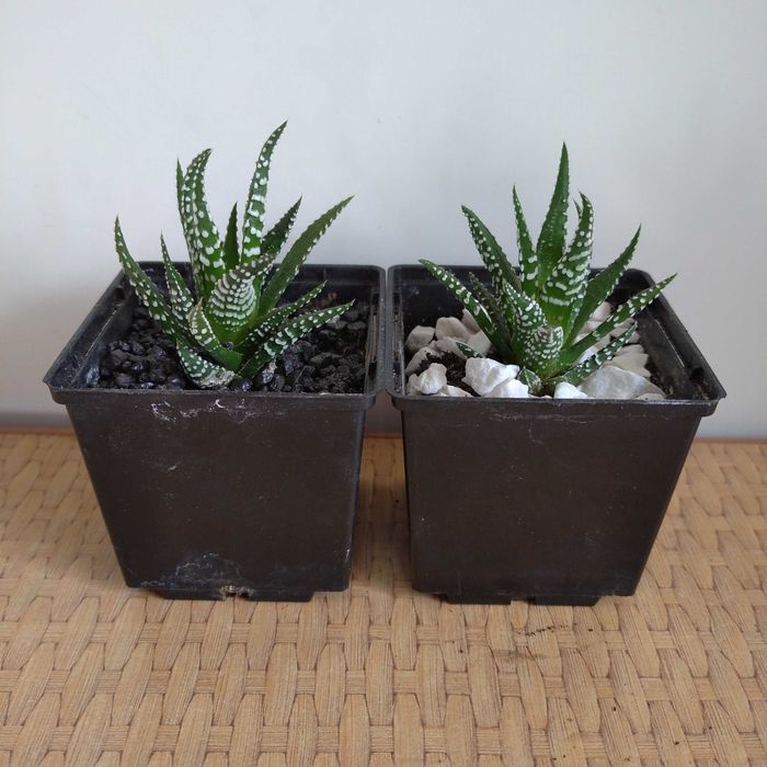 Хавортия жемчужная Haworthia margaritifera