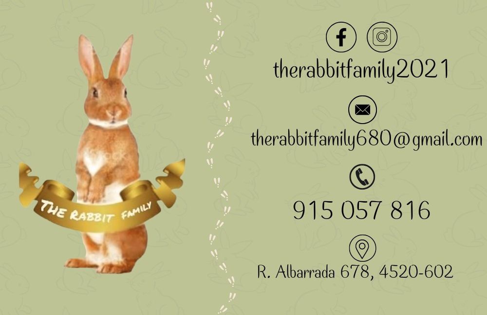 Entrega de coelhos anões em Braga