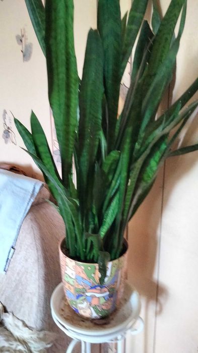 Кімнатні рослини - Sansewieria