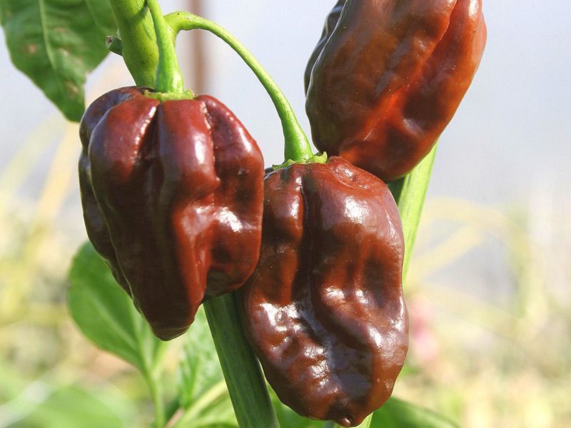 10 Sementes Pimenta Habanero Chocolate