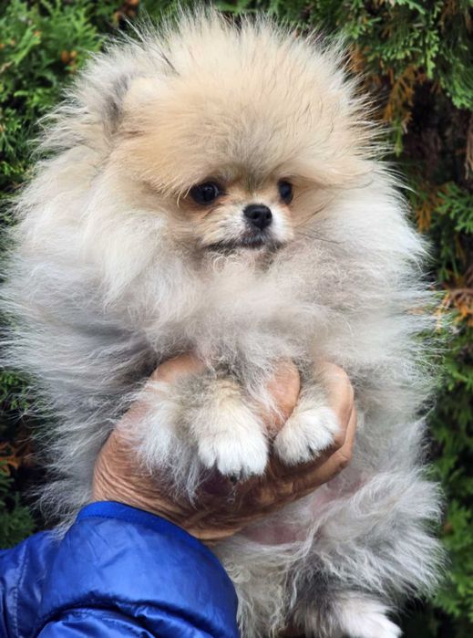 xxs suczka Pomeranian szpic miniaturowy ZKwP/FCI